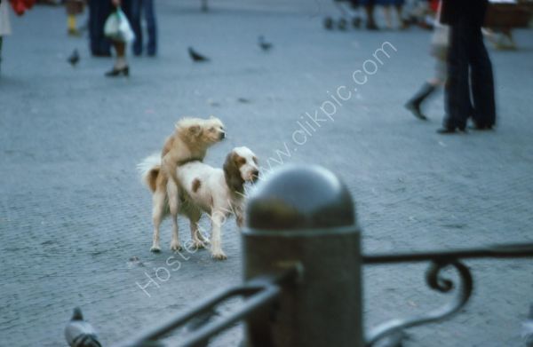 Never Mind the People!, Piazza Navonna, Rome